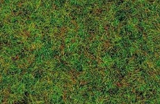 Scattered grass