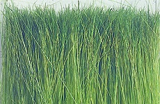 Noch Model Grass
