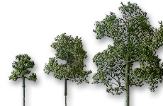 Modellbäume + Pflanzen